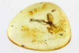 Detailed Fossil Fungus Gnat and Non-Biting Midges In Baltic Amber #300712-1